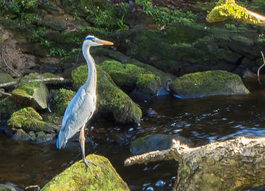 FREE STOCK!! Heron