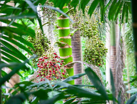 Huntes Gardens Barbados