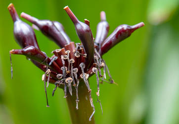 Huntes Gardens Barbados 2