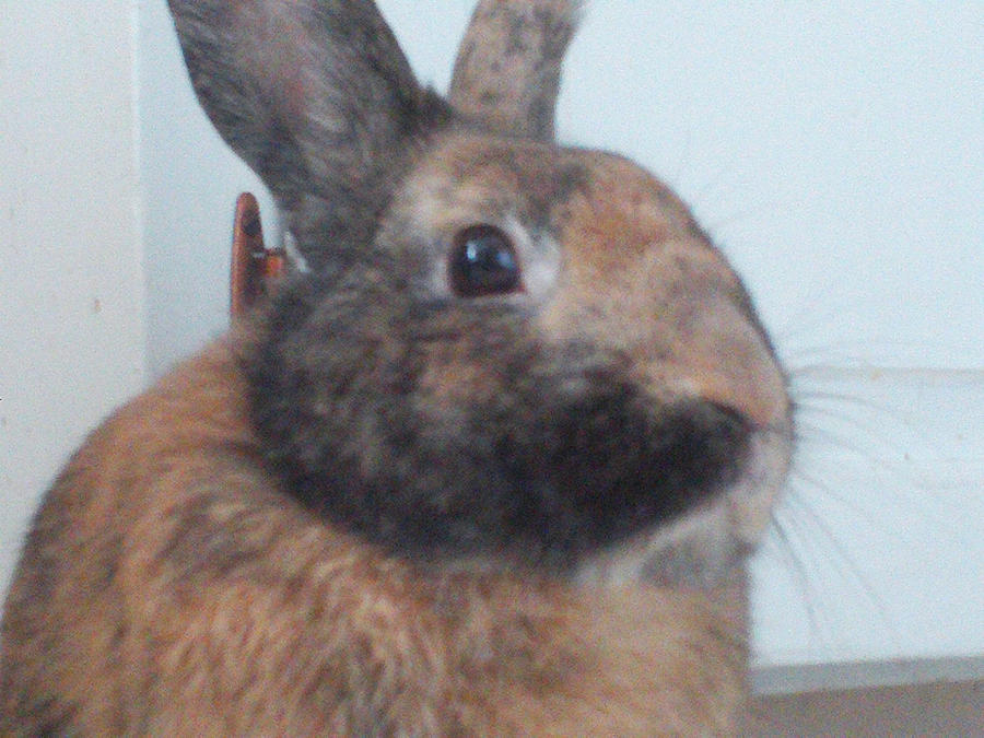 Acorn Rabbit Acorn the Rabbit by Neocasko on DeviantArt