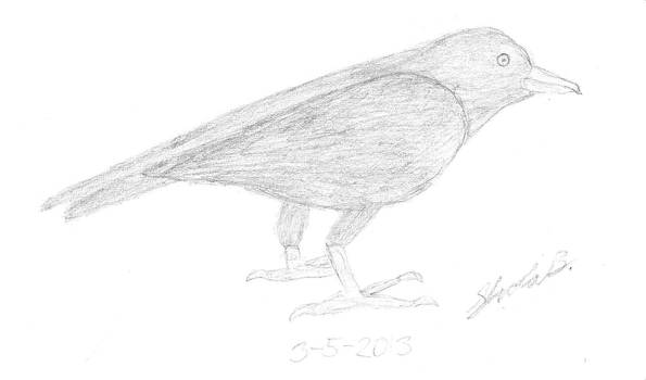 American Crow