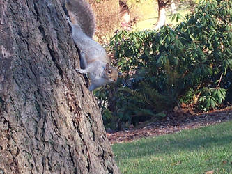A Squirrel in the Park