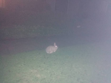 Wabbit in the Dark?