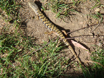 Alligator Lizard