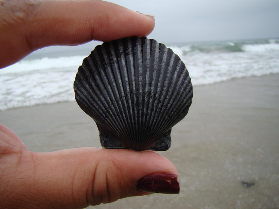 Black Sea Shell by stephuhnoids on DeviantArt