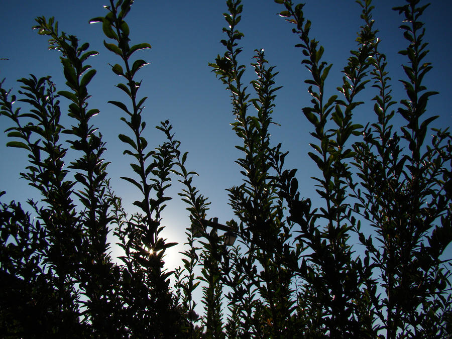 Shadowed Greens