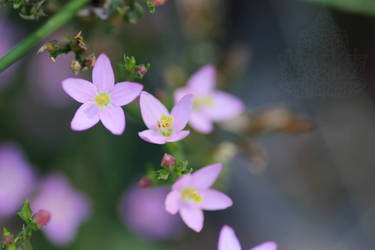 Pretty In Purple