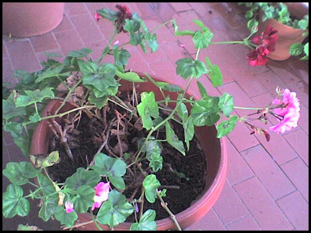 Pot in the balcony