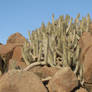 Wild Cactus