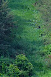 Man Wading through Stream