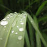 Grass with raindrops ^^