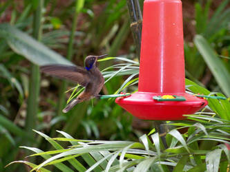 Takeoff Hummingbird
