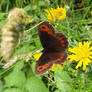 Erebia Ligea