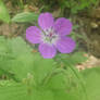 Geranium Sylvaticum