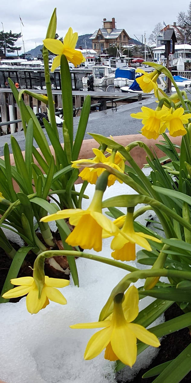 Narcissus Pseudonarcissus by snowjoy on DeviantArt