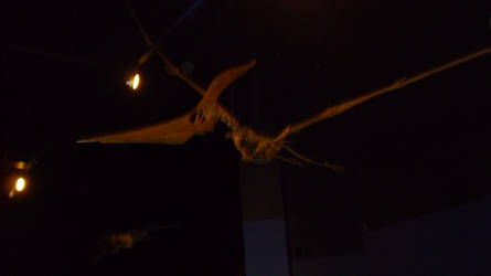 Royal Gorge Dinosaur Experience Pteranodon