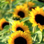 Sunflowers I