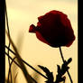 Softest solitude