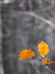 The last leaves by Tricia-Danby