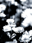 Remembering daisies by Tricia-Danby