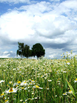 A summer meadow