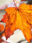 The Light of Autumn by Tricia-Danby