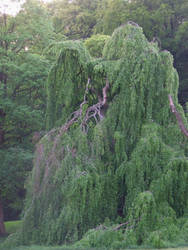 Weeping willow tree