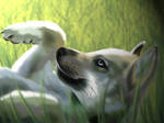 Little Wolf by Joliet