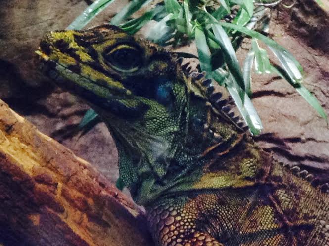 Philippine Sailfin Lizard