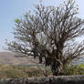 A badly cropped tree near Bedsa caves, India