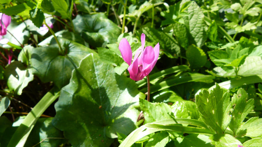 Some pink flower