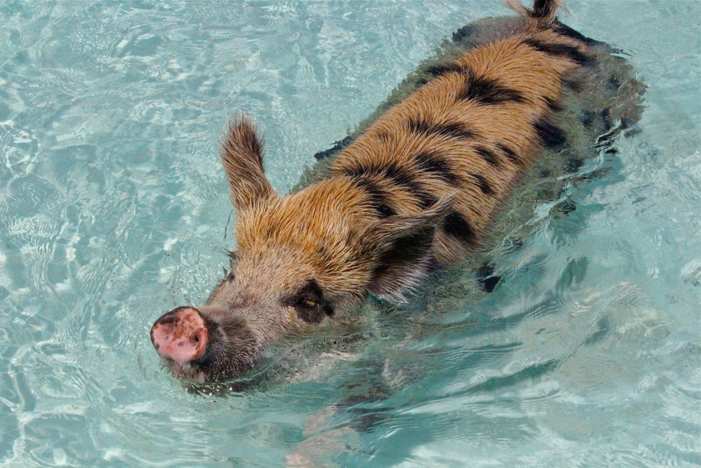 Swimming Bahamian Pig