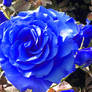 blue rose