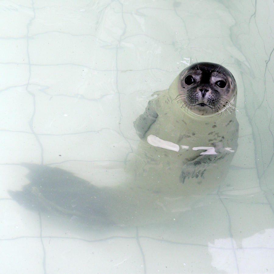 Young Seal