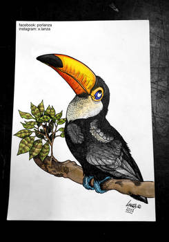 Funny Toucan