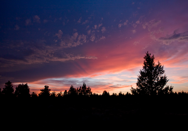 Coyote Sunrise