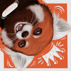 Red Panda~ My new profile ^^