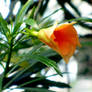 orange oleander.