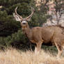 Mule Deer Buck