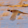 .: Male Pheasant Flight :.