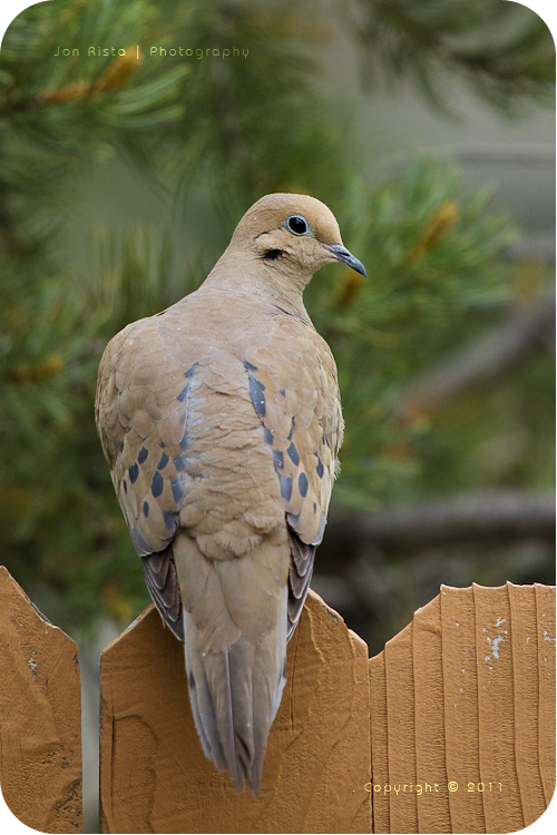 .: Mourning Dove :.