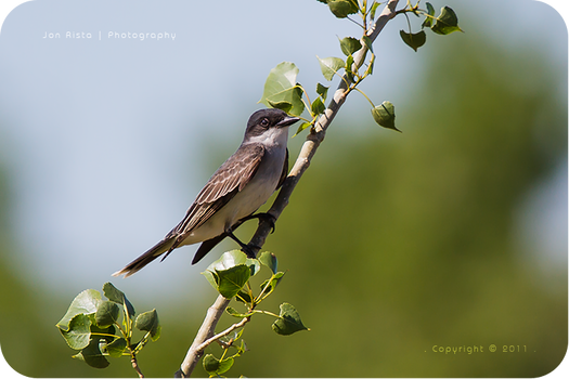 .: Kingbird on a Branch :.