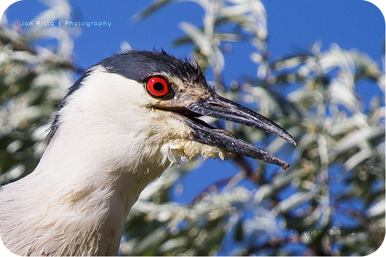 .: Night Heron Portrait :.