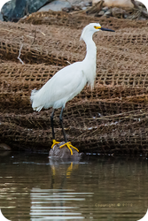 .: Snowy Egret :.