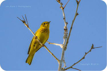 .: Yellow Warbler :.