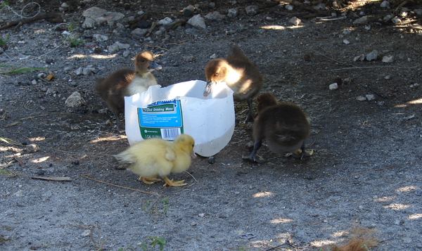 Ducklings