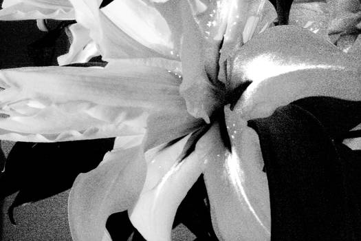 Black and white flower III