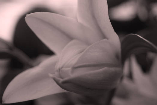 Black and white flower VII