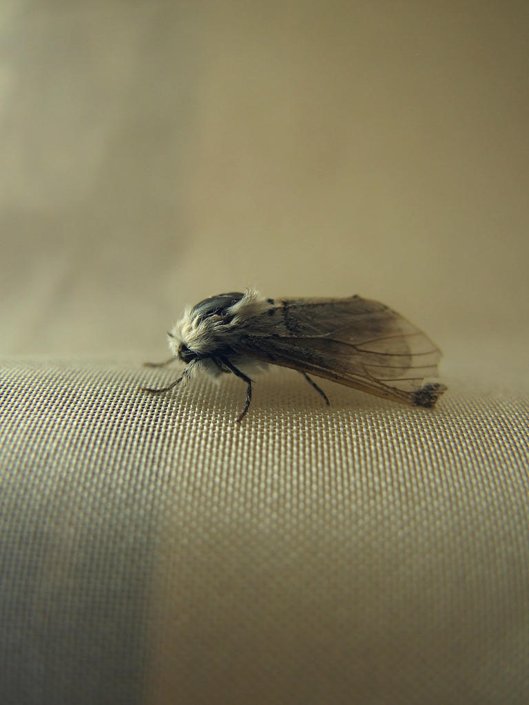Moth by chessus on DeviantArt