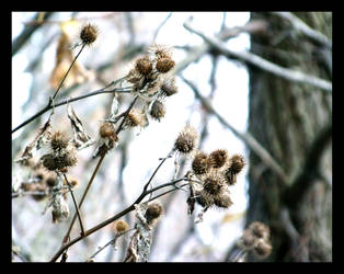 Dont touch the brambles